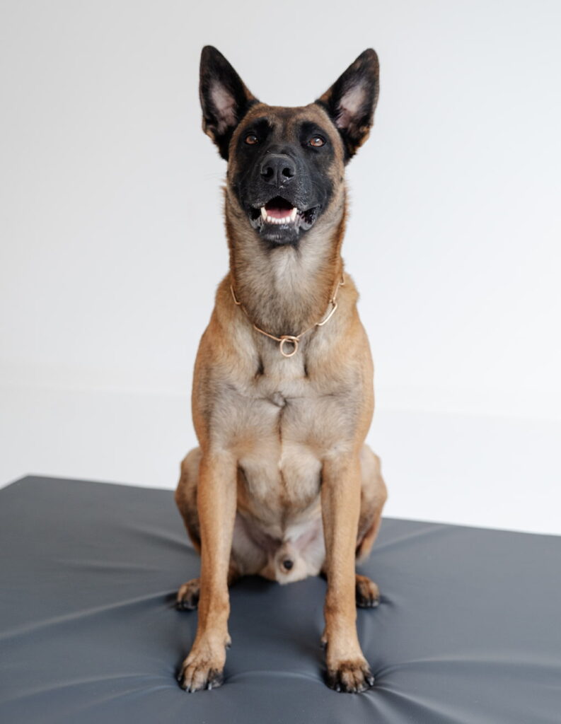 Belgischer Schäferhund Aiko Porträt
