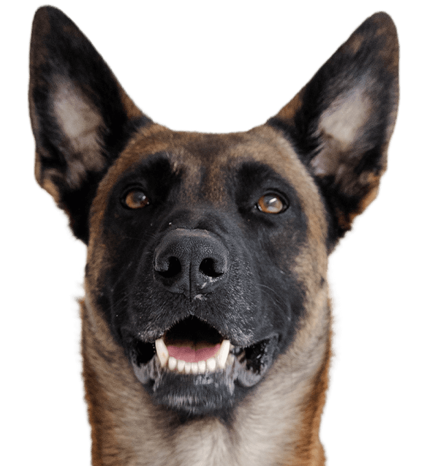 Pfotenwerk Aiko Hund
