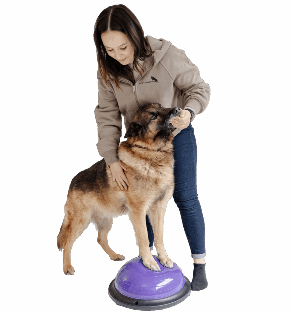 Pfotenwerk Englert Hund auf Balancekissen