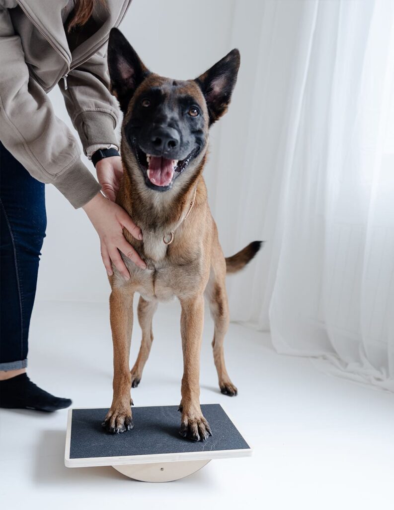 Pfotenwerk Hundephysiotherapie. Aiko auf Balancekissen