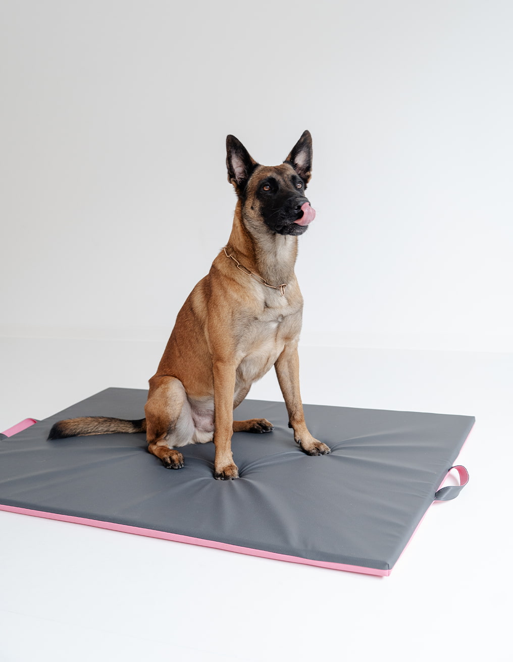 Pfotenwerk Hundetraining