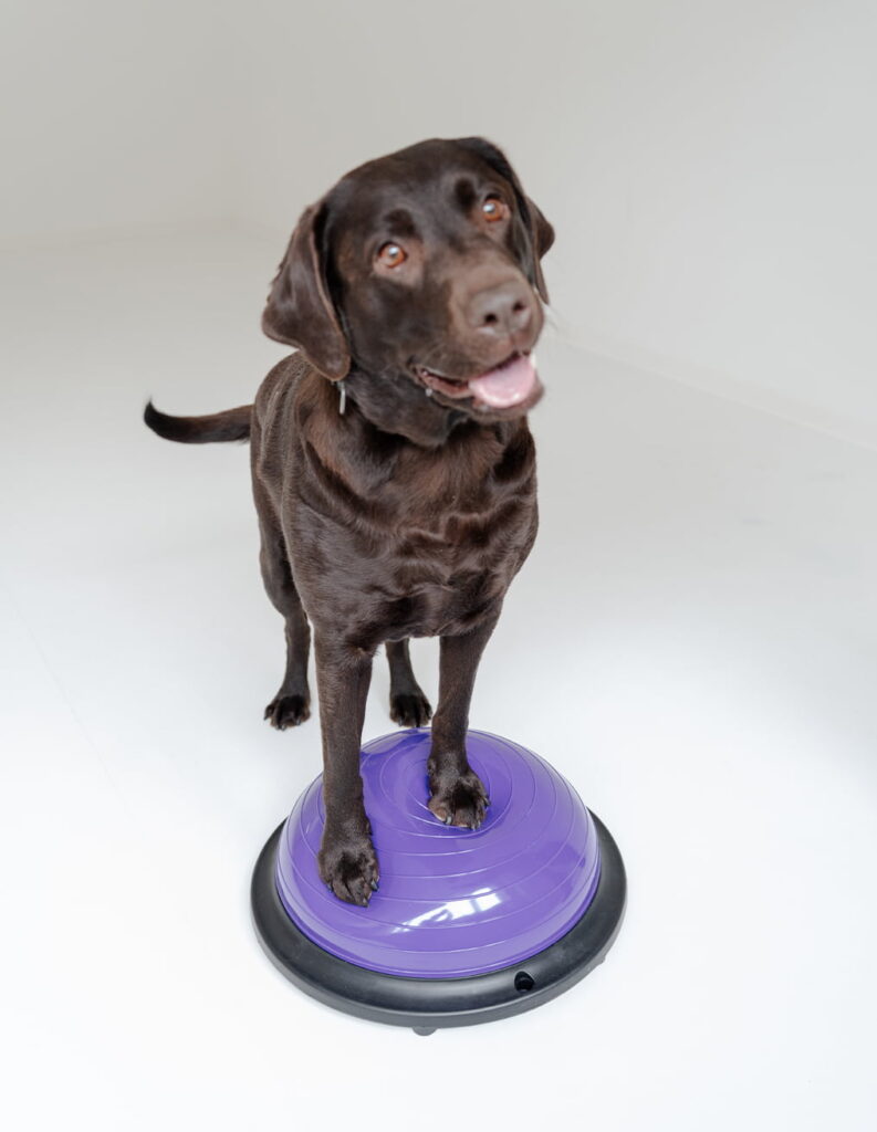 Pfotenwerk Hund steht auf lila Balance-Kissen