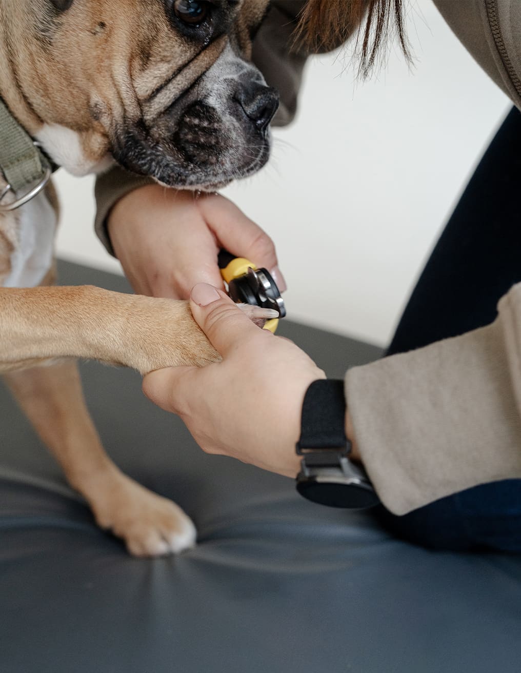 Pfotenwerk Hund werden die Krallen geschnitten