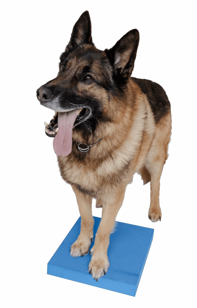 Pfotenwerk Hund steht auf blauen Balance-Pad