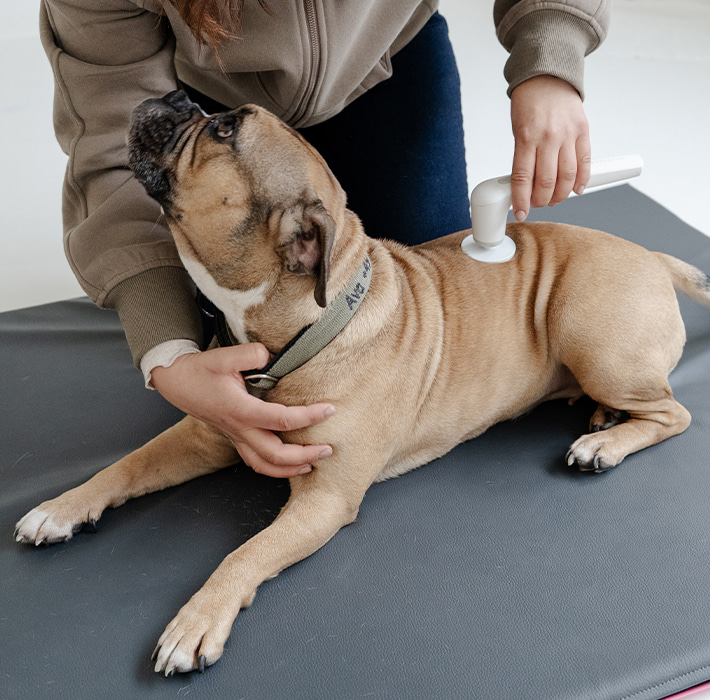 Physikalische Physiotherapie bei Hunden