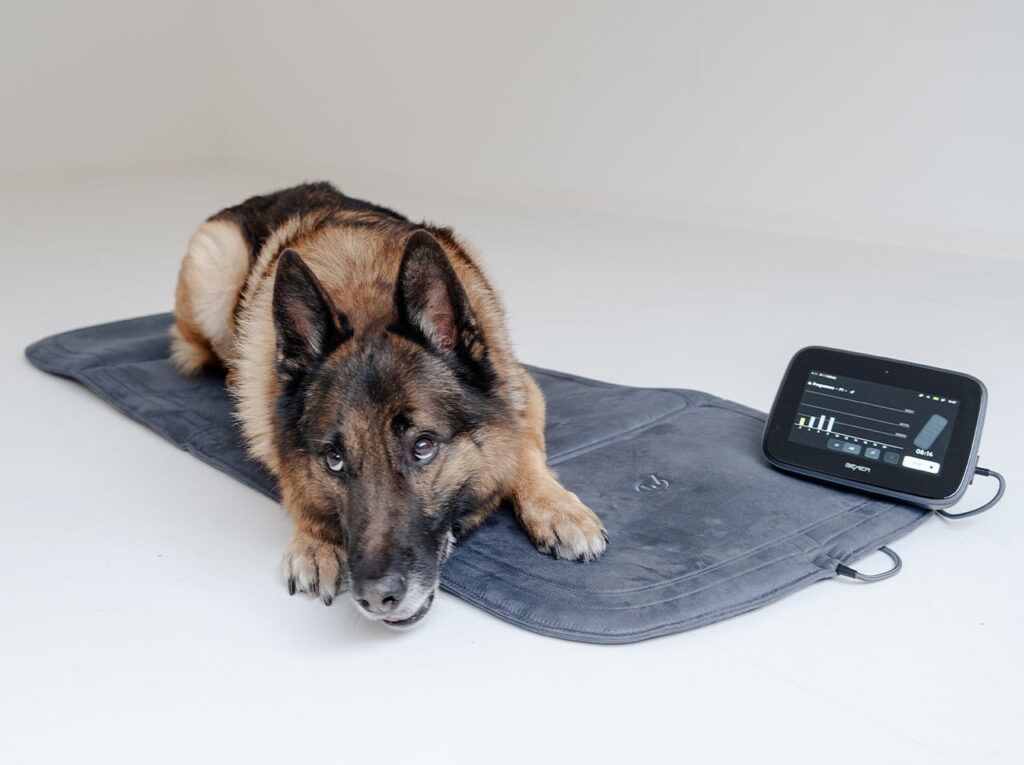 Wann sollte ich mit dem Hund zur Physiotherapie? Pfotenwerk Schäfterhund auf Bemer Matte