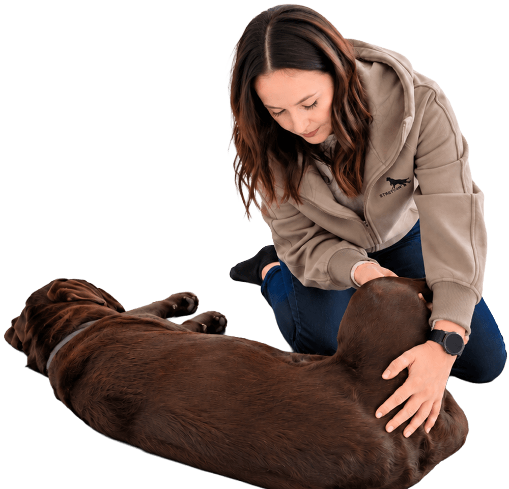 Hundephysiotherapeutin Hannah Englert (Inhaberin von Pfotenwerk) bei der Mobilisation und Therapie eines auf der Seite liegenden Labradors. Die professionelle Anwendung zeigt Griffe der Hundephysiotherapie und Hundeosteopathie. Freisteller auf weißem Hintergrund.