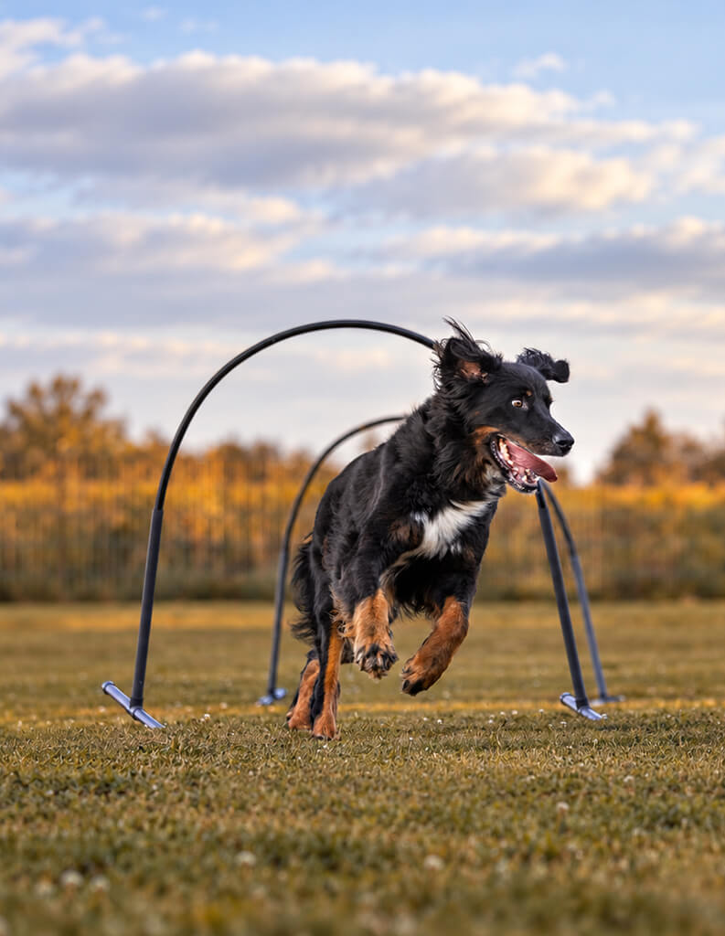 Schwarz-brauner Hund springt beim Agility-Training durch eine Hürde